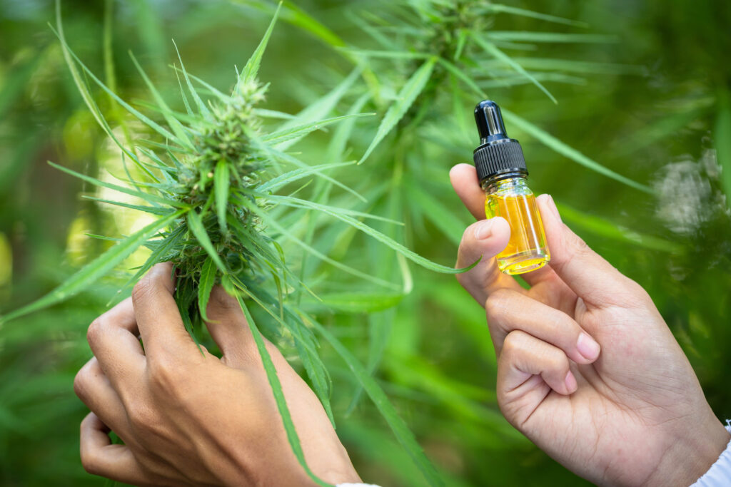 Close-up of a person's hands holding a small glass dropper bottle filled with CBD while their other hand gently rests on a vibrant green cannabis flower in a field.